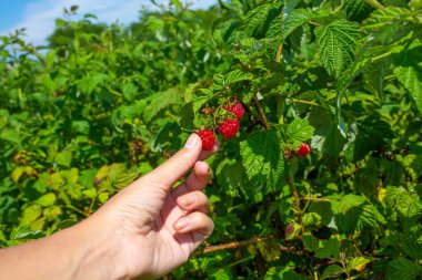 Parlak güneşli bir yaz gününde, yeşil bir çalılıktan kırmızı ahududu toplayan bir kız..