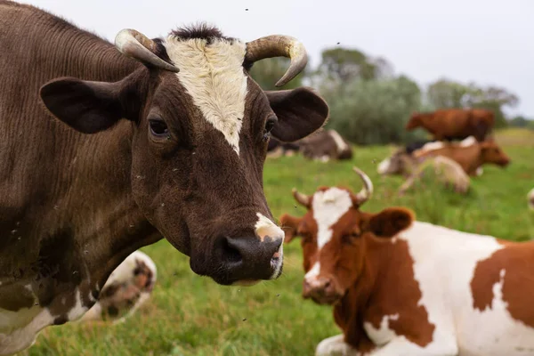 Las Vacas Rurales Pastan Prado Verde Vida Rural Animales País — Foto de Stock