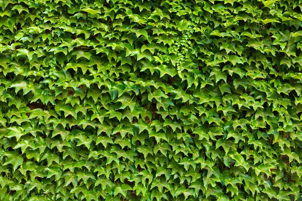 Parede Pedra Jardim Entrelaçada Com Uma Planta Verde — Fotografia de Stock