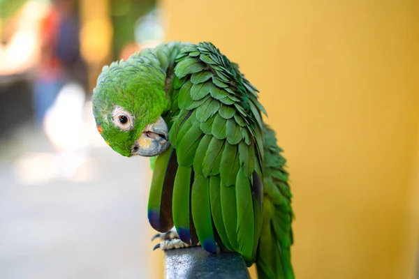 Zielony Portret Papugi Bliska Park Ptaków Dzika Przyroda — Zdjęcie stockowe
