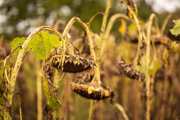 Gebied Van Gerijpte Droge Zonnebloemen Tijd Van Oogstzaden — Stockfoto