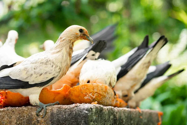 A flock of pigeons eating papaya in a manger. Bird watching.