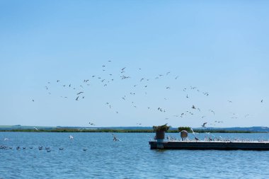 Nehir kıyısındaki iskele. Büyük bir martı sürüsü. Yaz günü