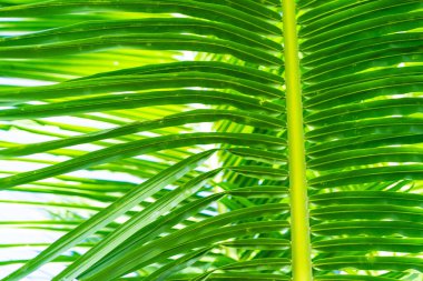 Güneş ışınları palmiye yapraklarının arasından geçiyor. Yumuşak odaklanma. Orman doğası. Doymuş yeşil bir palmiye yaprağının yakın çekimi