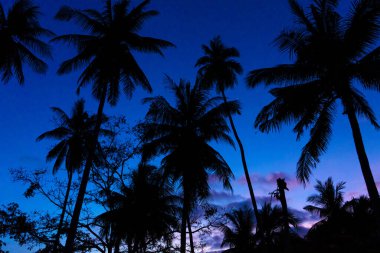 Tropik palmiye ağaçları mavi-mor gün batımı gökyüzüne karşı. Tropiklerde gün batımı.