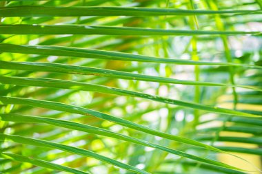 Güneş ışınları palmiye yapraklarının arasından geçiyor. Yumuşak odaklanma. Orman doğası. Doymuş yeşil bir palmiye yaprağının yakın çekimi