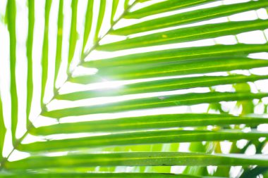 Güneş ışınları palmiye yapraklarının arasından geçiyor. Yumuşak odaklanma. Orman doğası. Doymuş yeşil bir palmiye yaprağının yakın çekimi