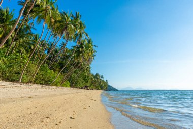 Cennetin kumsalındaki terk edilmiş tropikal ada. Sahilde asılmış palmiye ağaçları. Beyaz kum. Okyanusun mavi suyu. İnsanlardan uzak dur..