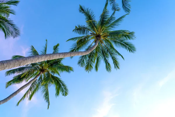 Tropical palm trees against a blue-purple sunset sky. Sunset in the tropics.