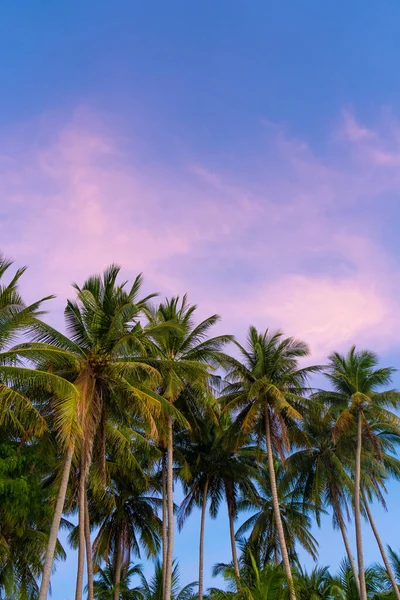 Tropical palm trees against a blue-purple sunset sky. Sunset in the tropics.