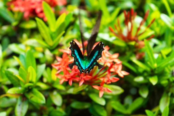 Incrivelmente Belo Dia Borboleta Tropical Papilio Maackii Poliniza Flores Borboleta — Fotografia de Stock