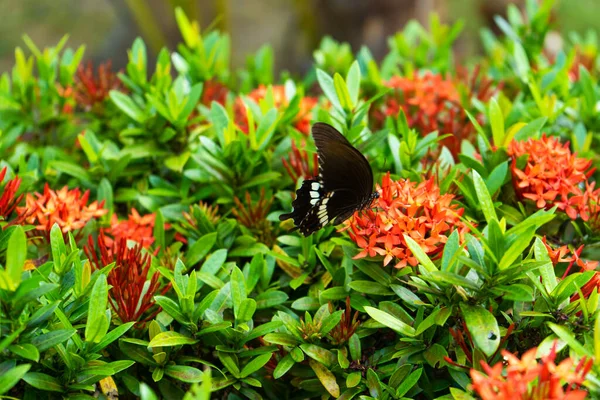 Ongelooflijk Mooie Dag Tropische Vlinder Papilio Maackii Bestuift Bloemen Zwart — Stockfoto