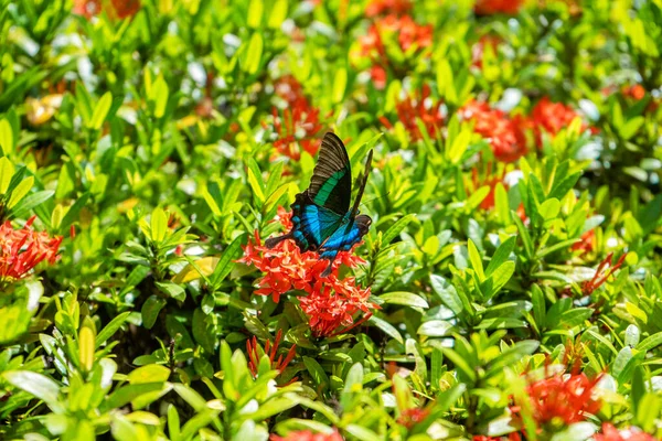 Невероятно Красивый День Тропическая Бабочка Papilio Maackii Опыляет Цветы Черно — стоковое фото