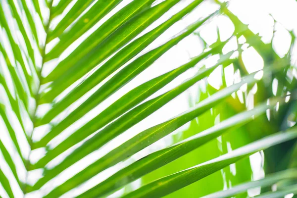 Promienie Słońca Przez Liście Palmowe Miękkie Skupienie Natura Dżungli Zbliżenie — Zdjęcie stockowe