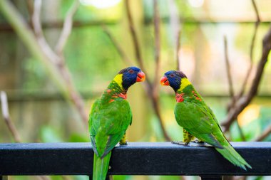 Gökkuşağı Lorikeet papağanları yeşil bir parkta. Kuş parkı, vahşi yaşam.