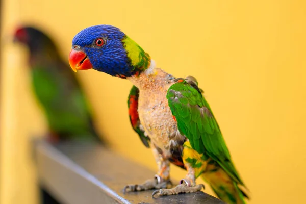 Páření Hry Rainbow Lorikeet Vybledlý Papoušek Přilepí Samici — Stock fotografie
