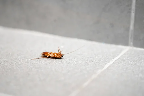 Μια Τεράστια Κατσαρίδα Στο Πάτωμα Έντομα Παράσιτα Στο Σπίτι — Φωτογραφία Αρχείου