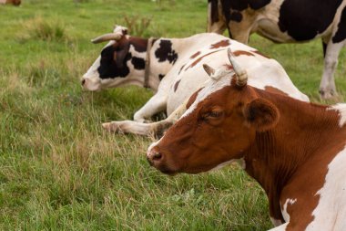 Kırsal inekler yeşil bir çayırda otlar. Kırsal yaşam. Hayvanlar. tarımsal ülke.