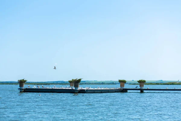 Muelle Orilla Del Río Una Gran Bandada Gaviotas Día Verano — Foto de Stock