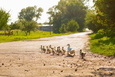 Bir ördek yavrusunu yolun karşısına geçirir. Küçük ördekli anne ördek