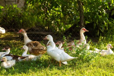 Bir ördek yavrusunu yolun karşısına geçirir. Küçük ördekli anne ördek