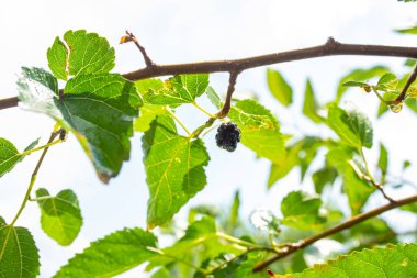 Yanlız böğürtlenli dut dalına yakın çekim.