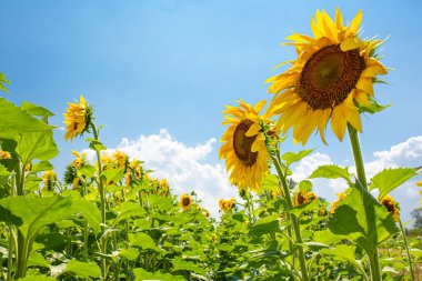 Güneşli bir yaz gününde tarlada ayçiçekleri. Ay çekirdeği