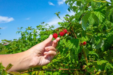 Parlak güneşli bir yaz gününde, yeşil bir çalılıktan kırmızı ahududu toplayan bir kız..