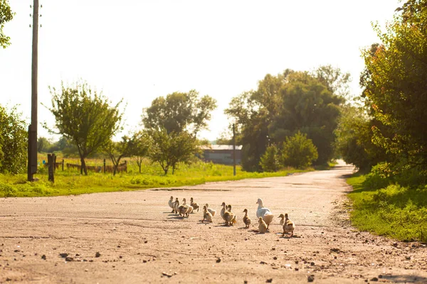 Pato Lleva Sus Patitos Través Carretera Pato Madre Con Patitos — Foto de Stock