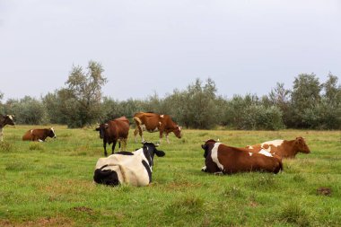 Kırsal inekler yeşil bir çayırda otlar. Kırsal yaşam. Hayvanlar. tarımsal ülke.