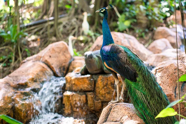 Stock image Peacock walks near the waterfall. Beautiful graceful bird. Bird watching