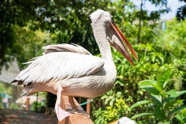 Pelícano Blanco Parque Sienta Una Cerca Cerca Observación Aves — Foto de Stock