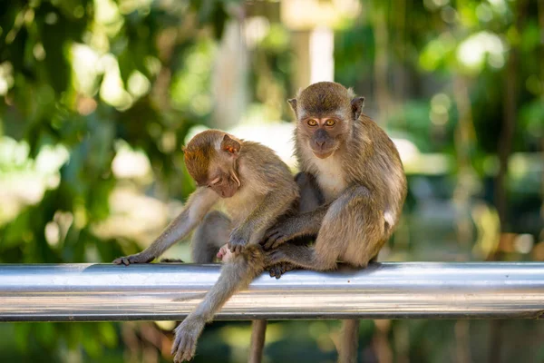 Δύο Μαϊμούδες Αγκαλιάζονται Ενώ Κάθονται Ένα Φράχτη — Φωτογραφία Αρχείου