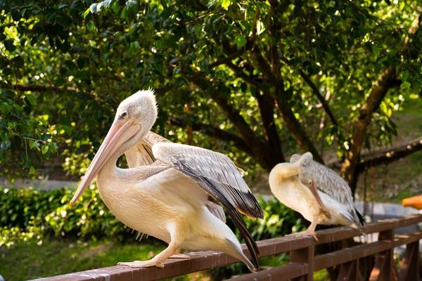 Una Bandada Pelícanos Blancos Que Viven Parque Aves — Foto de Stock