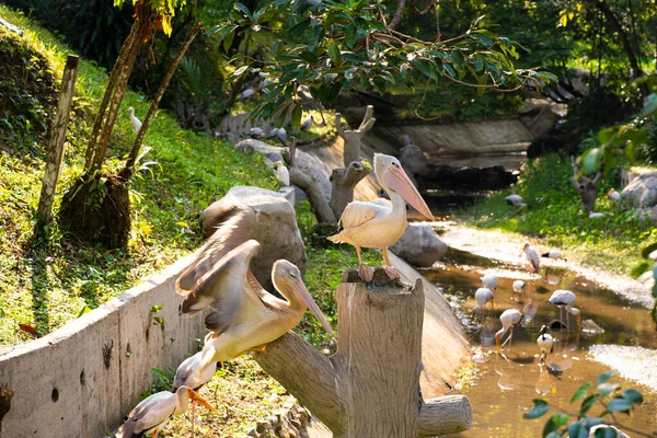 Flock White Pelicans Who Live Bird Park — Stock Photo, Image