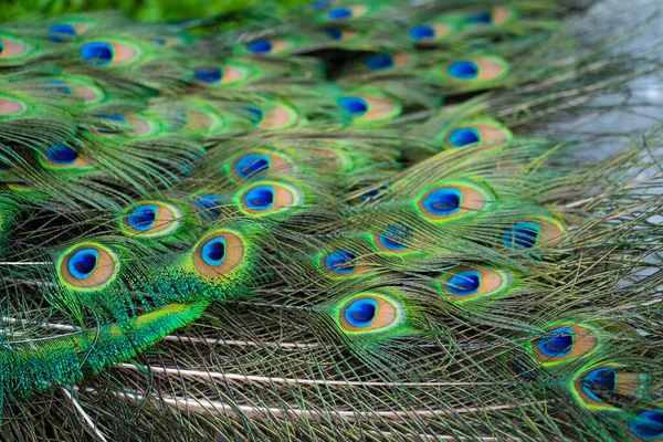 Nahaufnahme Eines Pfauenschwanzes Federn Schwanz Eines Pfaus Farben Der Natur — Stockfoto