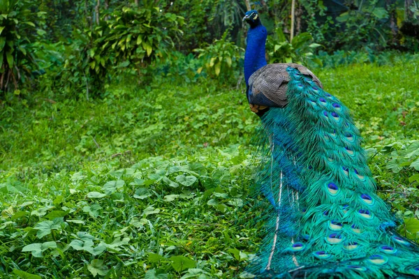Hermoso Pavo Real Bien Cuidado Camina Parque Aves Verde — Foto de Stock