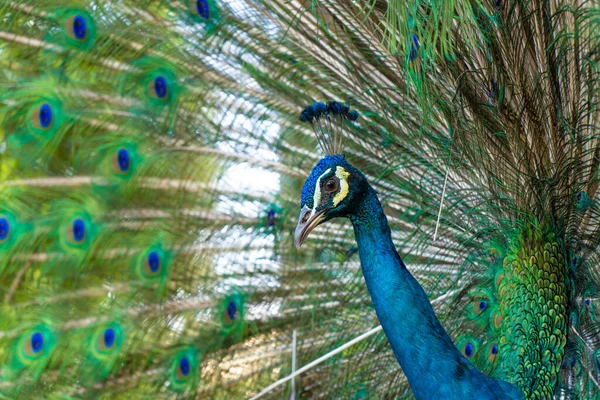 Schöne Gepflegte Männliche Pfau Spreizt Seinen Schwanz Luxuriösen Schwanz Flirtet — Stockfoto