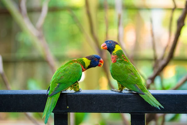 Rainbow Lorikeet Papegojor Grön Park Fågelpark Djurliv — Stockfoto