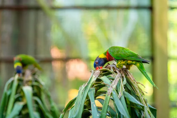 Gökkuşağı Lorikeet papağanları yeşil bir parkta. Kuş parkı, vahşi yaşam.