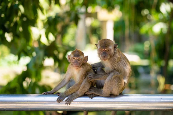 Due Scimmiette Abbracciano Mentre Siedono Una Recinzione — Foto Stock
