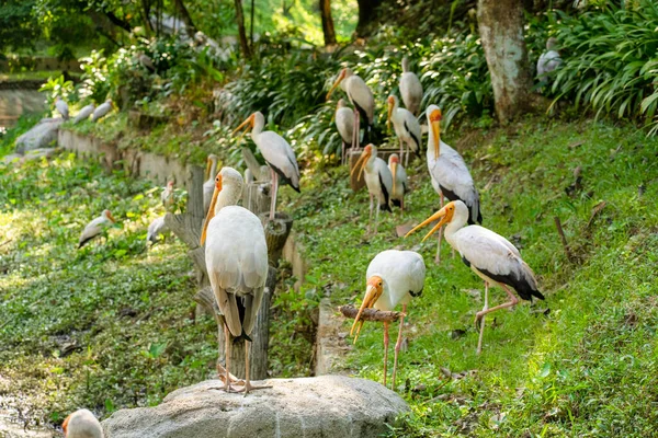 公園の緑の芝生の上にミルクのコウノトリの群れが座っています — ストック写真