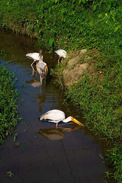 Rebaño Cigüeña Lechera Está Cazando Estanque Buscando Peces — Foto de Stock