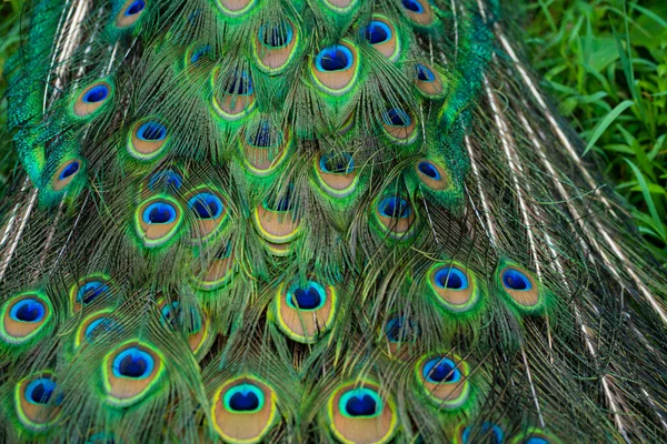 Nahaufnahme Eines Pfauenschwanzes Federn Schwanz Eines Pfaus Farben Der Natur — Stockfoto