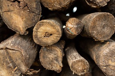 Kuru Testere Ağacı Yığını. Ocak ya da şömine için odun.