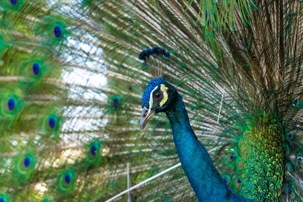 Schöne Gepflegte Männliche Pfau Spreizt Seinen Schwanz Luxuriösen Schwanz Flirtet — Stockfoto