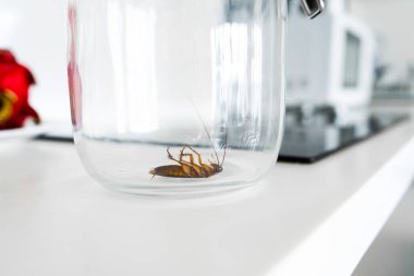 Mutfakta cam kavanozda hamamböceği..