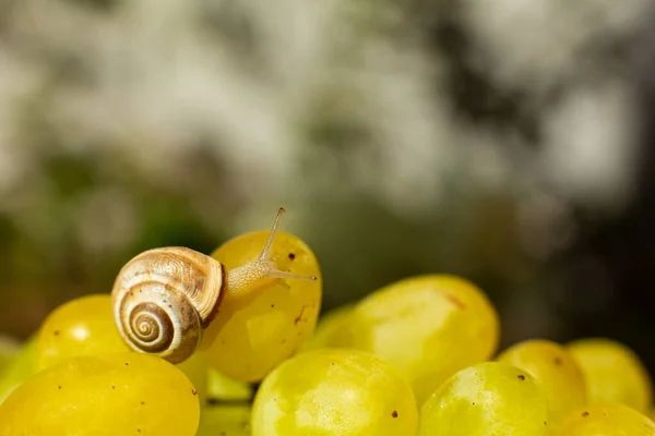 Primer Plano Pequeño Caracol Arrastrándose Sobre Las Uvas Quiche Mish —  Fotos de Stock