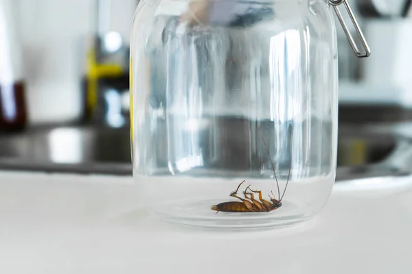 Cockroach Glass Jar Kitchen — Stock Photo, Image