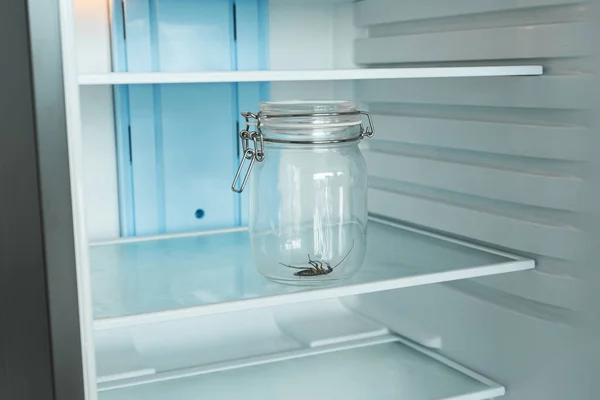 Cockroach Glass Jar Empty Refrigerator Poverty Lack Food Concept — Stock Photo, Image